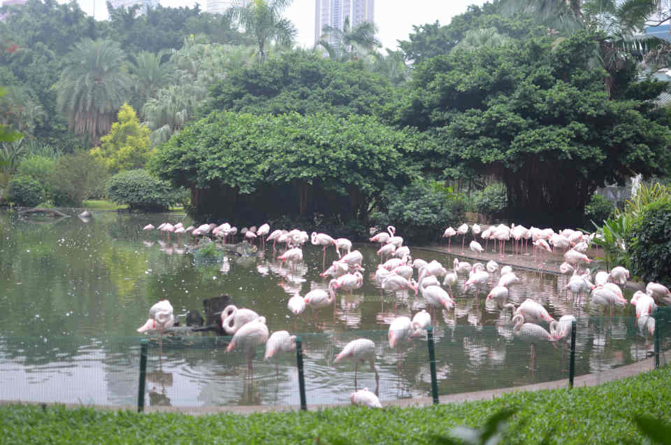 Flamingos on Kowloon Park Hong Kong