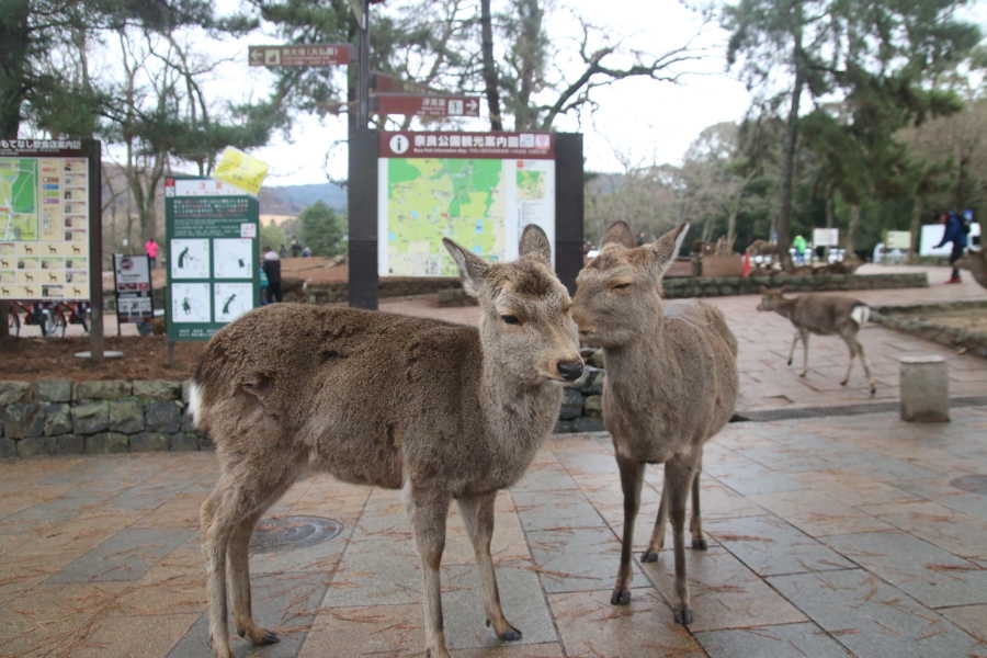 Deers In Nara Park