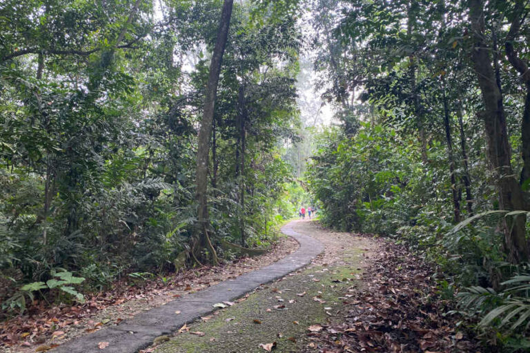 Forest Trail In Sungei Buloh Nature Reserve