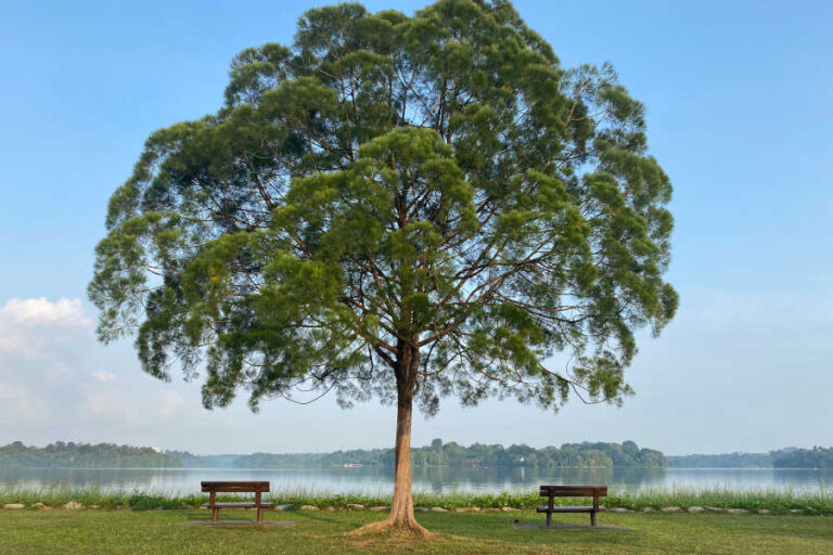 Casuarina Tree At Upper Seletar Reservoir