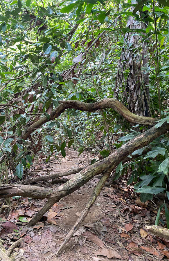 Bukit Batok Hillside Park Trails