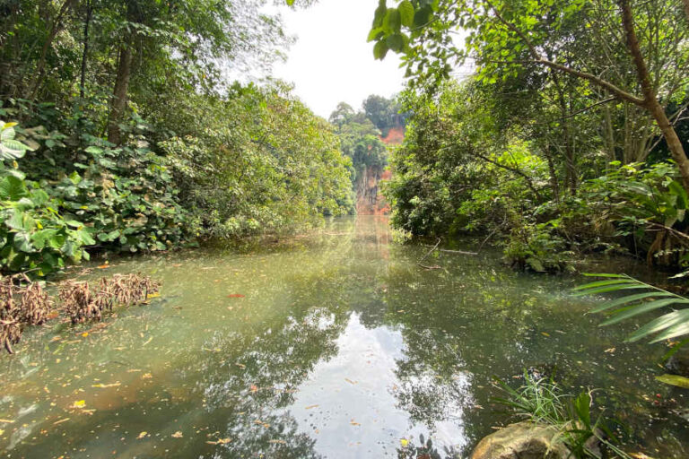 Bukit Batok Nature Park Pond