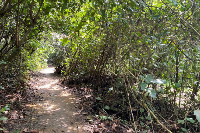 Northern Hiking Trails Chestnut Nature Park