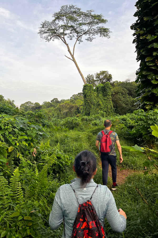 Hiking At Clementi Forest Singapore