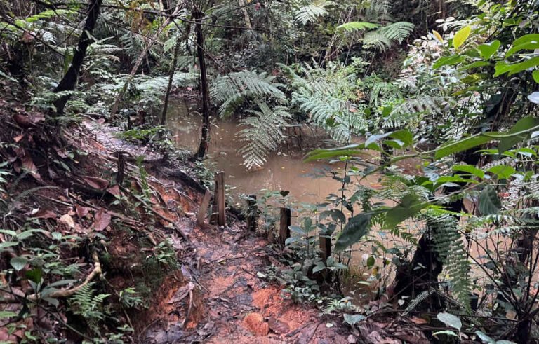 Muddy Water Along Clementi Forest Trails