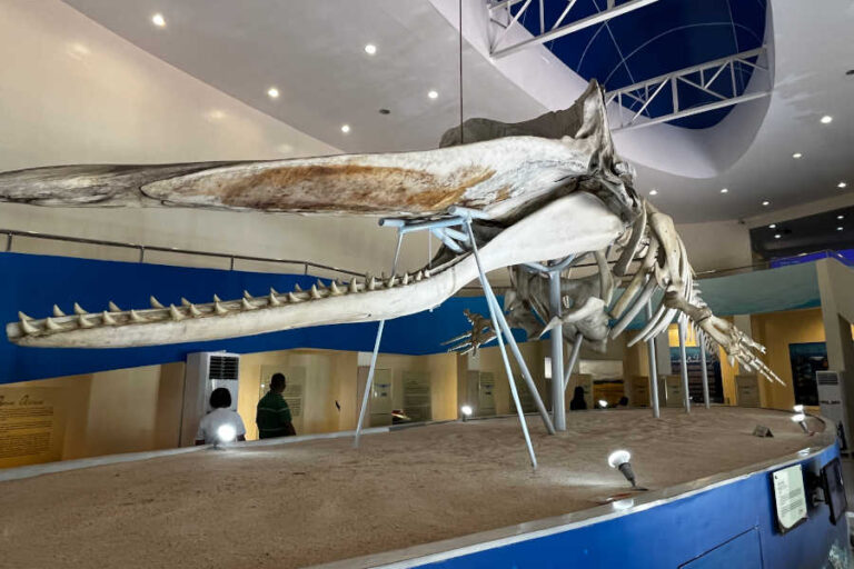 Skeletal Whale Shark Subangan Museum Mati City Davao Oriental