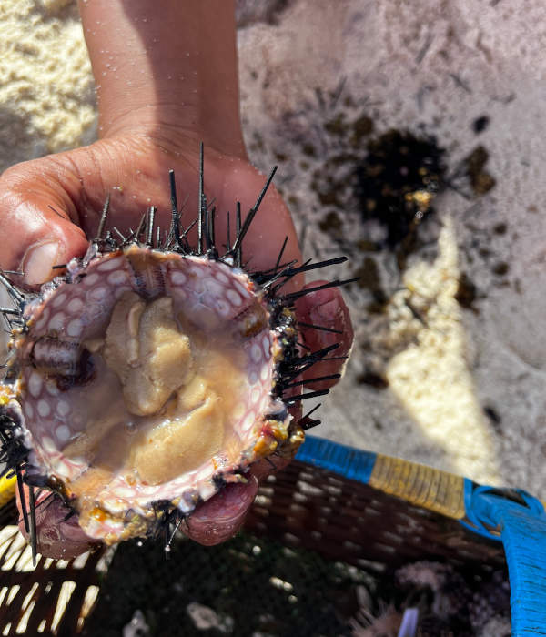 Sea Urchin White Island In Camiguin