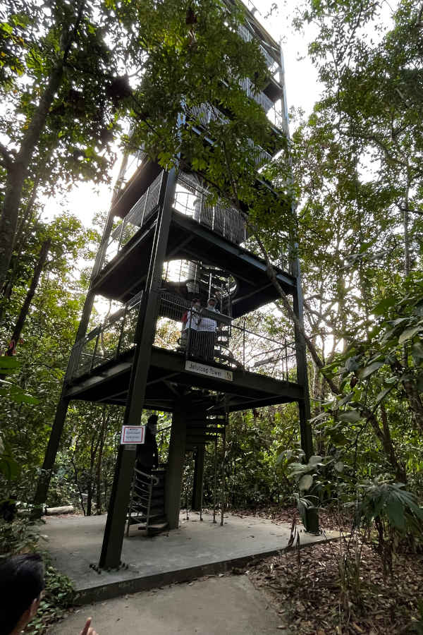 Jelutong Tower At Macritchie Reservoir Park