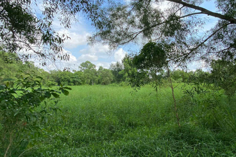 Grassland At Tampines Eco Green Park