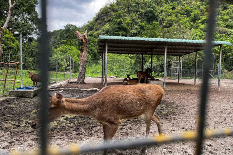 Deers Mini Zoo Gunung Park Ipoh