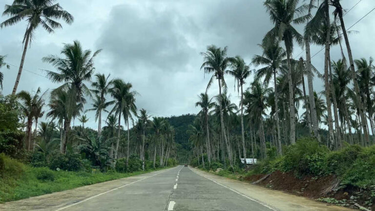 Coconut View On Road Siargao Island