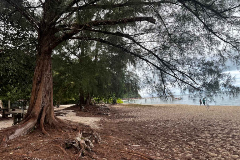 Pantai Kerachu Beach Pine Trees