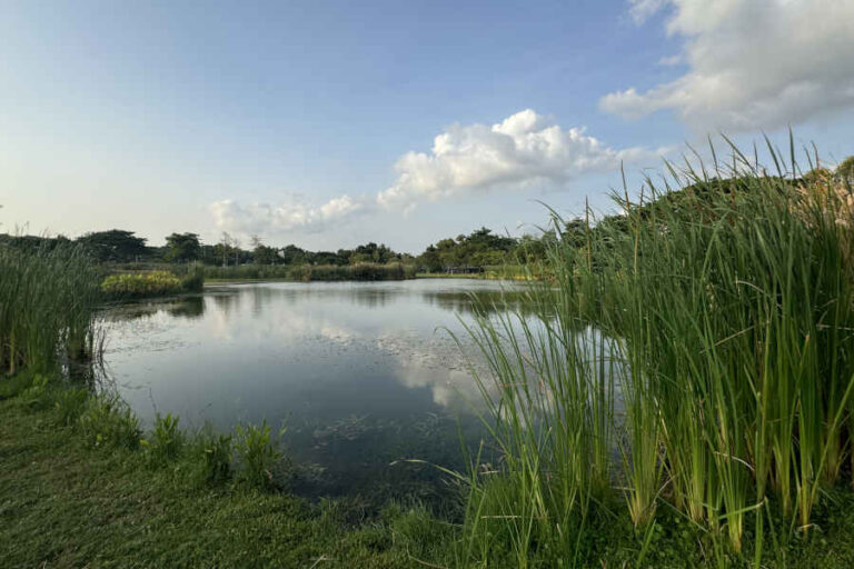 Pond At Sengkang Riverside Park