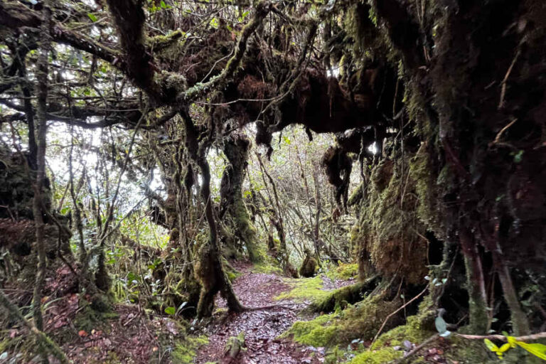 Mossy Forest Gunung Irau Cameron Highlands