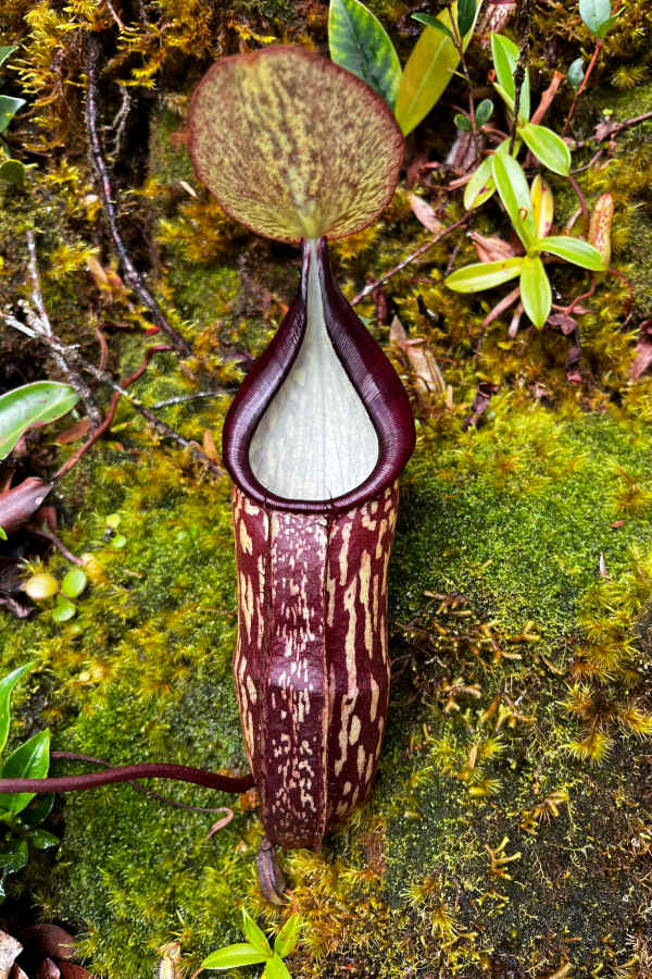 Pitcher Plant At Gunung Irau Cameron Highlands