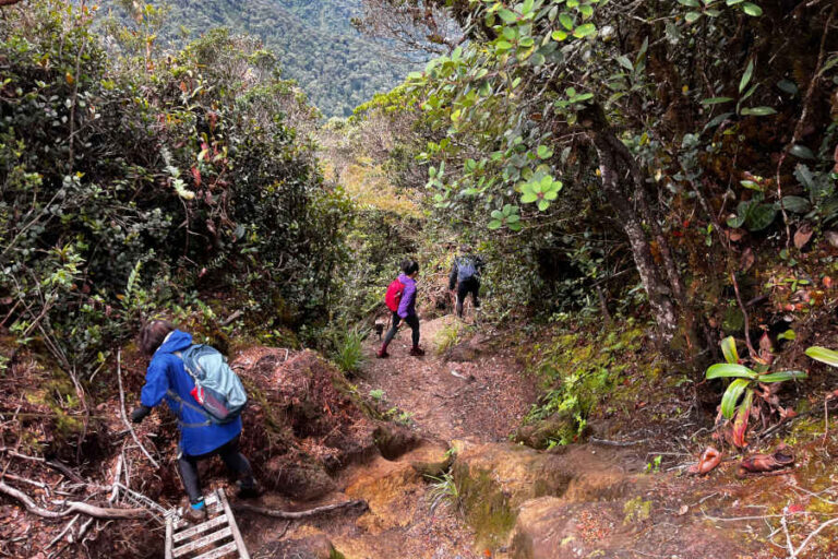 Trails Of Gunung Irau Cameron Highlands