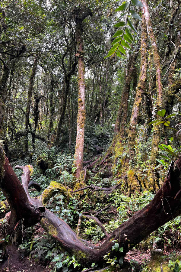 Forest Trees At Gunung Irau Cameron Highlands