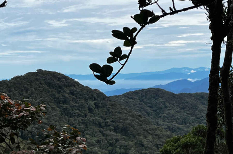 View Of Cameron Highlands