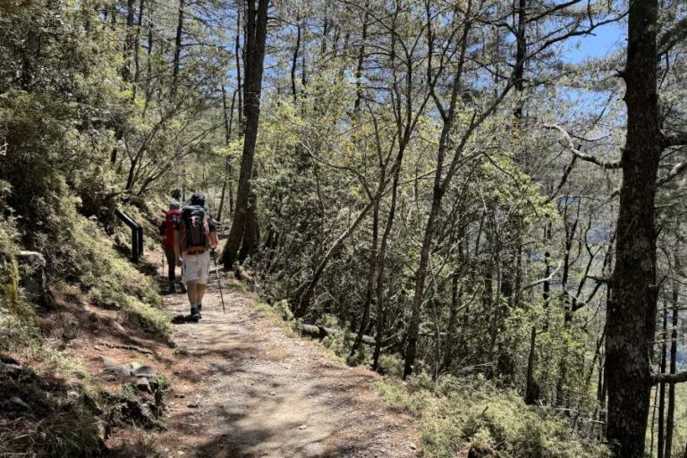 Forest Trail Hiking Mount Yushan Taiwan