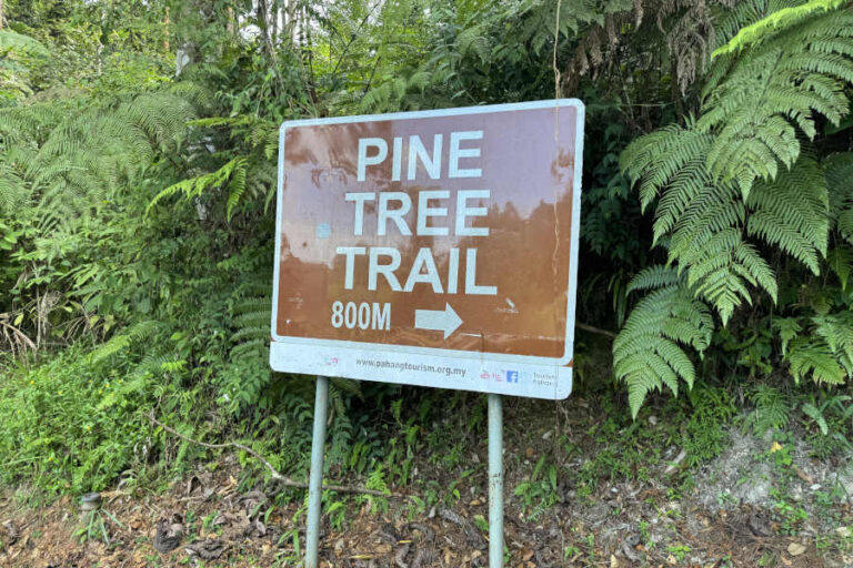 Pine Tree Hill Malaysia Direction 800m