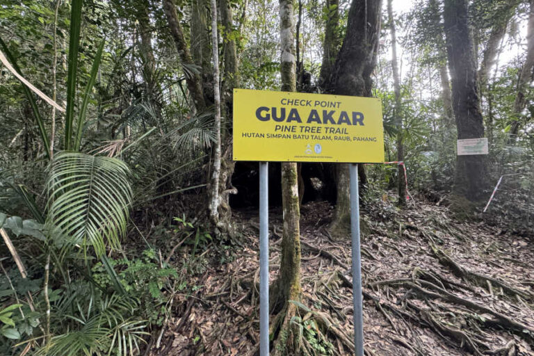 Gua Akar Check Point Pine Tree Hill Malaysia