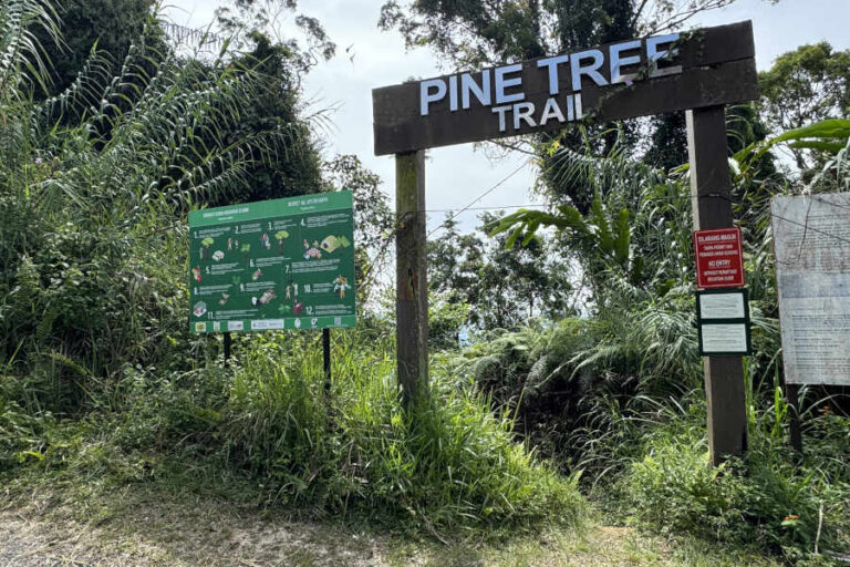 Trailhead Pine Tree Hill Malaysia