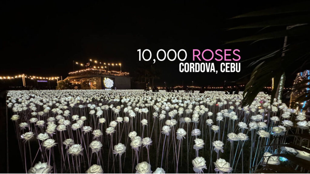 10000 Roses in Cordova Cebu
