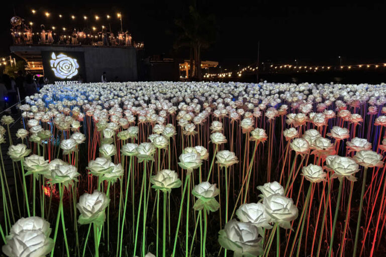 LED Lights of 10000 Roses Cordova